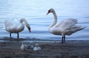 schwanenfamilie, pixelio.de