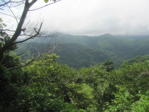 Regenwald von Costa Rica, Quelle: privat