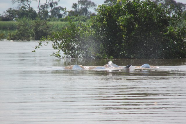 Irrawaddy Delfine in Kratie