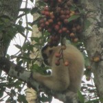 Gibbon im Cat Thien nationalpark