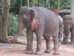 Arbeitselefant in Laos (2)