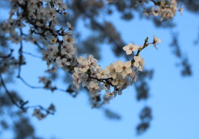 Kirschblüte-2