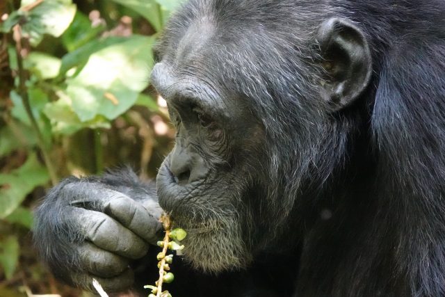 Schimpanse im Kabale Forest