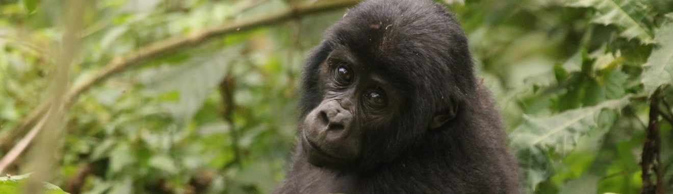 Gorilla im Bwindi Nationalpark