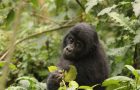 Gorilla im Bwindi Nationalpark