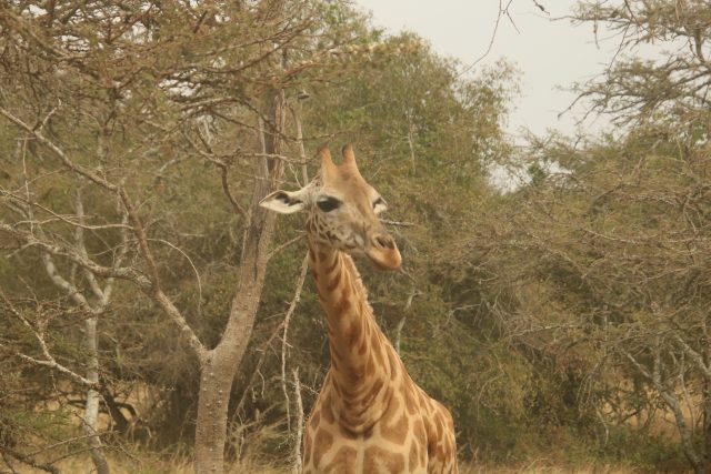 Giraffe im Lake Mburu Nationalpark