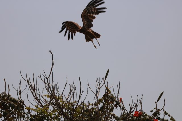 Adler im Queen Elizabeth Nationalpark
