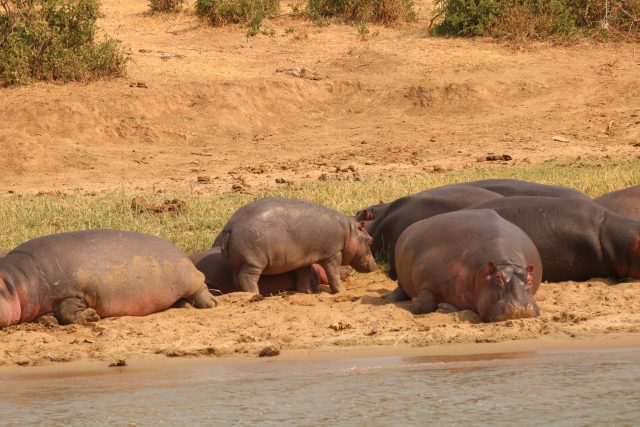 Hippos im Queen Elizabeth Nationalpark