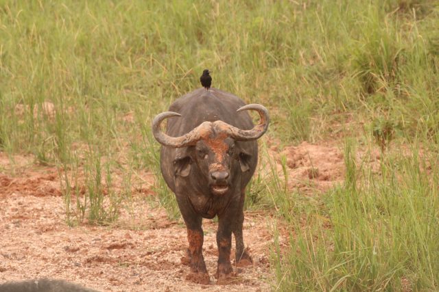 Büffel im Murchison Nationalpark